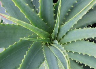 Aloe vera lieči takmer všetko: Ušetrite peniaze za lieky i kozmetiku