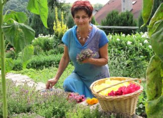 Marie Heralecká: Která bylina je nejúčinnější a univerzální na všechny neduhy?