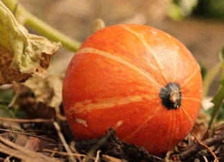 Zdravý receptář: zimní jáhly na zázvoru s dýní, dýňový tataráček, kroupové placky s kopřivou a kváskový dýňový chléb