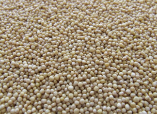 Zuzana Švédová: Hořčičné semínko, železná zásobárna zinku