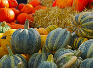 Zdravý receptář: slaný cuketový koláč, šťáva z rajčat, ovocné šťávy a dýňové rizoto